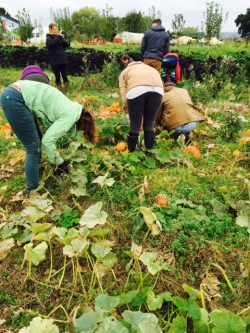 Community Farm