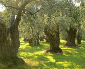 Why farming has to change: lessons from Abruzzo