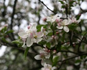 Reflection: a better world in 2017