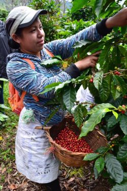 Female fairtrade coffee farmer in Sumatra