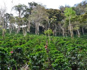 A fair and organic break this Fairtrade Fortnight
