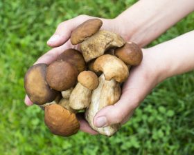 Seasonal and local guide: foraged foods