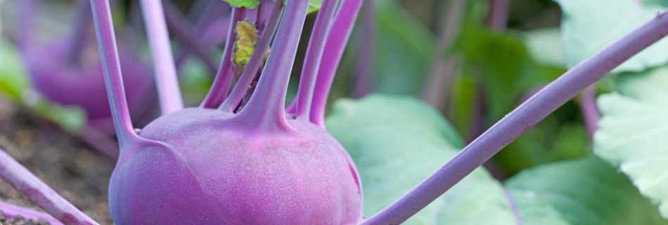 Kohlrabi