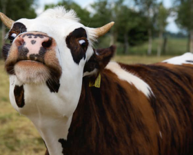 Our Guide To Sustainable Meat, Fish, and Dairy