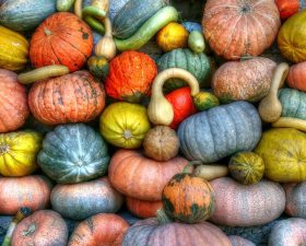 Squash guide