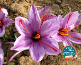 Saffron: the ancient spice that lifts a low mood