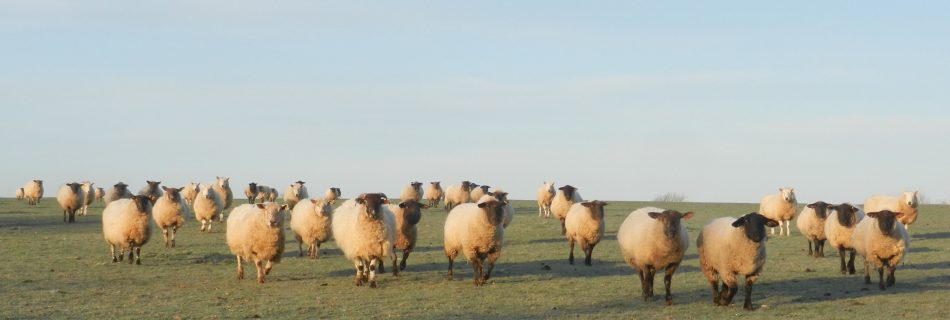 Organic meat at Better Food