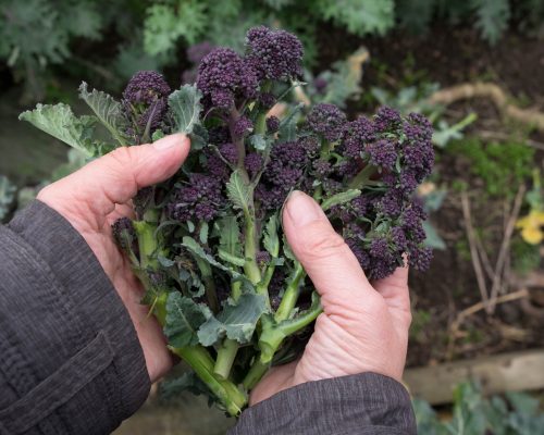 Purple Sprouting Broccoli and Mushrooms