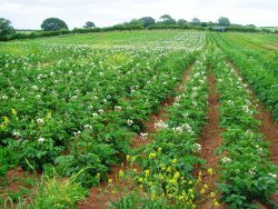 Potato crop at The Community Farm, Chew Magna