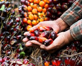 We’re rethinking palm oil… should you?