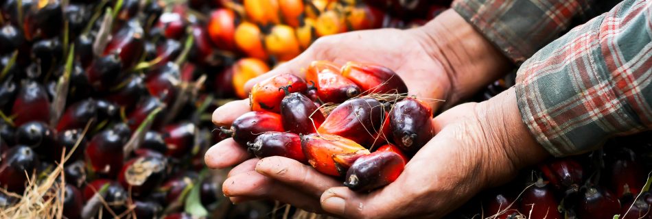 We’re rethinking palm oil… should you?
