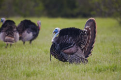Turkey
