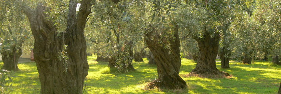 Why farming has to change: lessons from Abruzzo