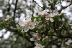 Apple blossom