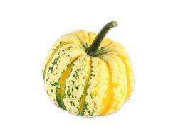 Celebration squash