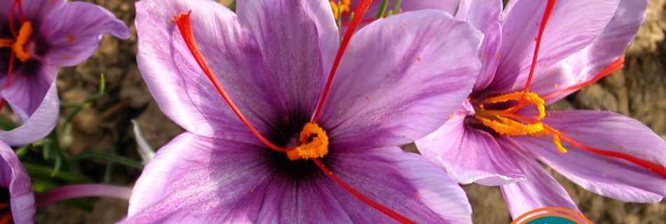 Saffron: the ancient spice that lifts a low mood