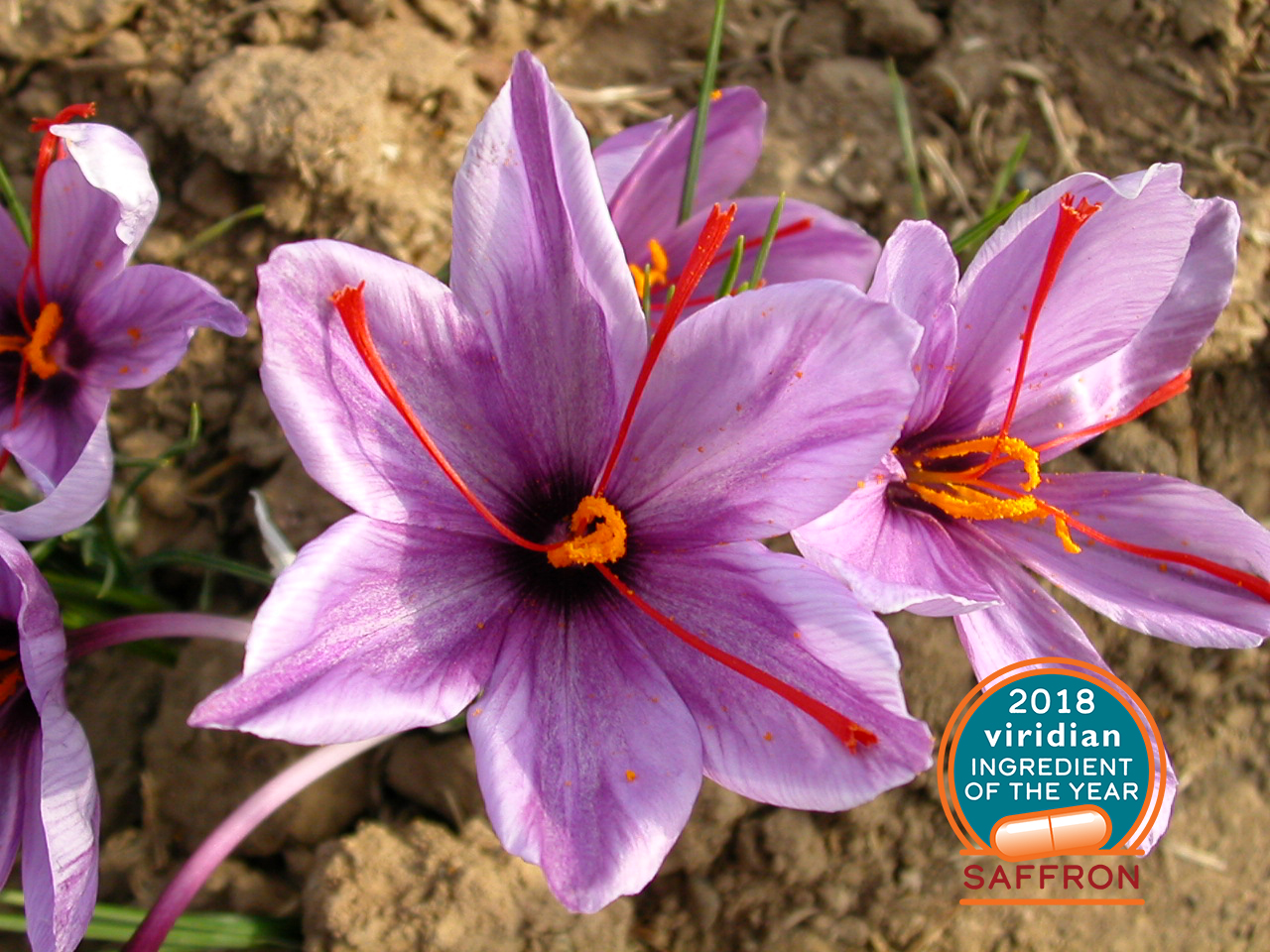Saffron: the ancient spice that lifts a low mood