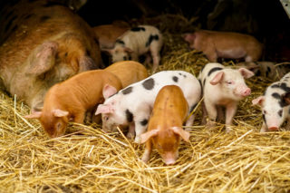 Adeys Farm