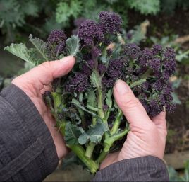 Purple Sprouting Broccoli and Mushrooms