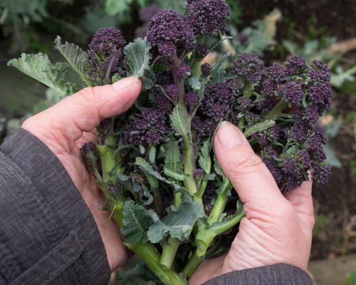 Purple Sprouting Broccoli and Mushrooms