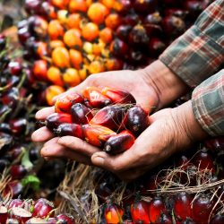 Palm oil