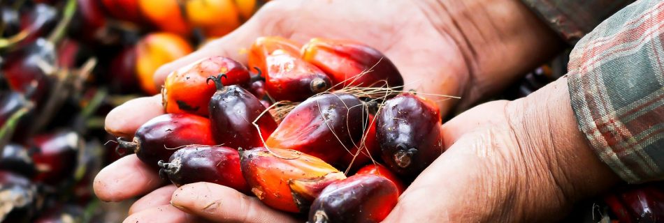We’re rethinking palm oil… should you?