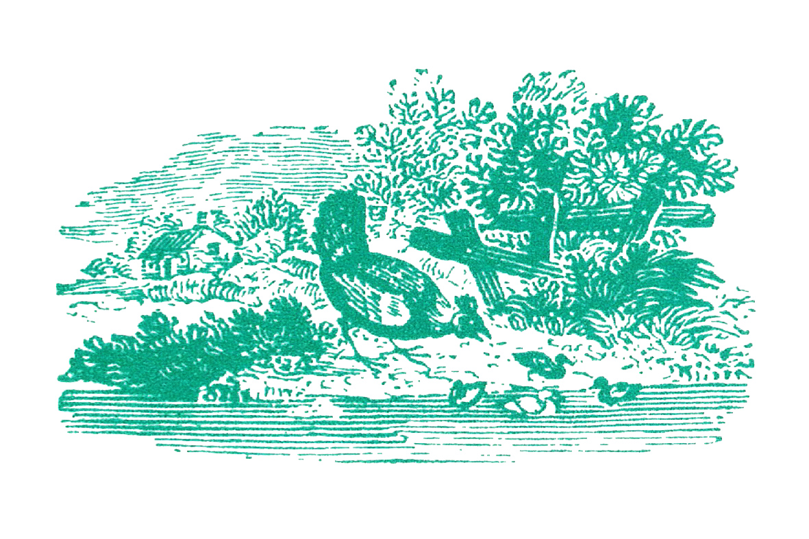 Cracknell’s Farm