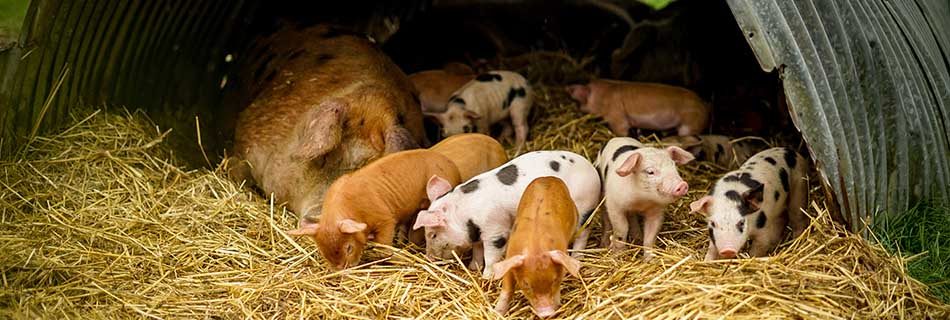 Organic September Heroes: Adeys Farm