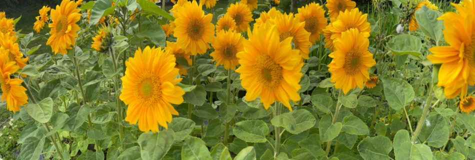 Keeds Farm Flowers