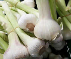 Fresh Garlic