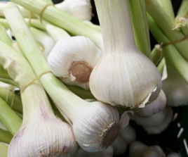 Fresh garlic: our guide on how to use it