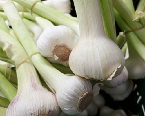 Fresh garlic: our guide on how to use it