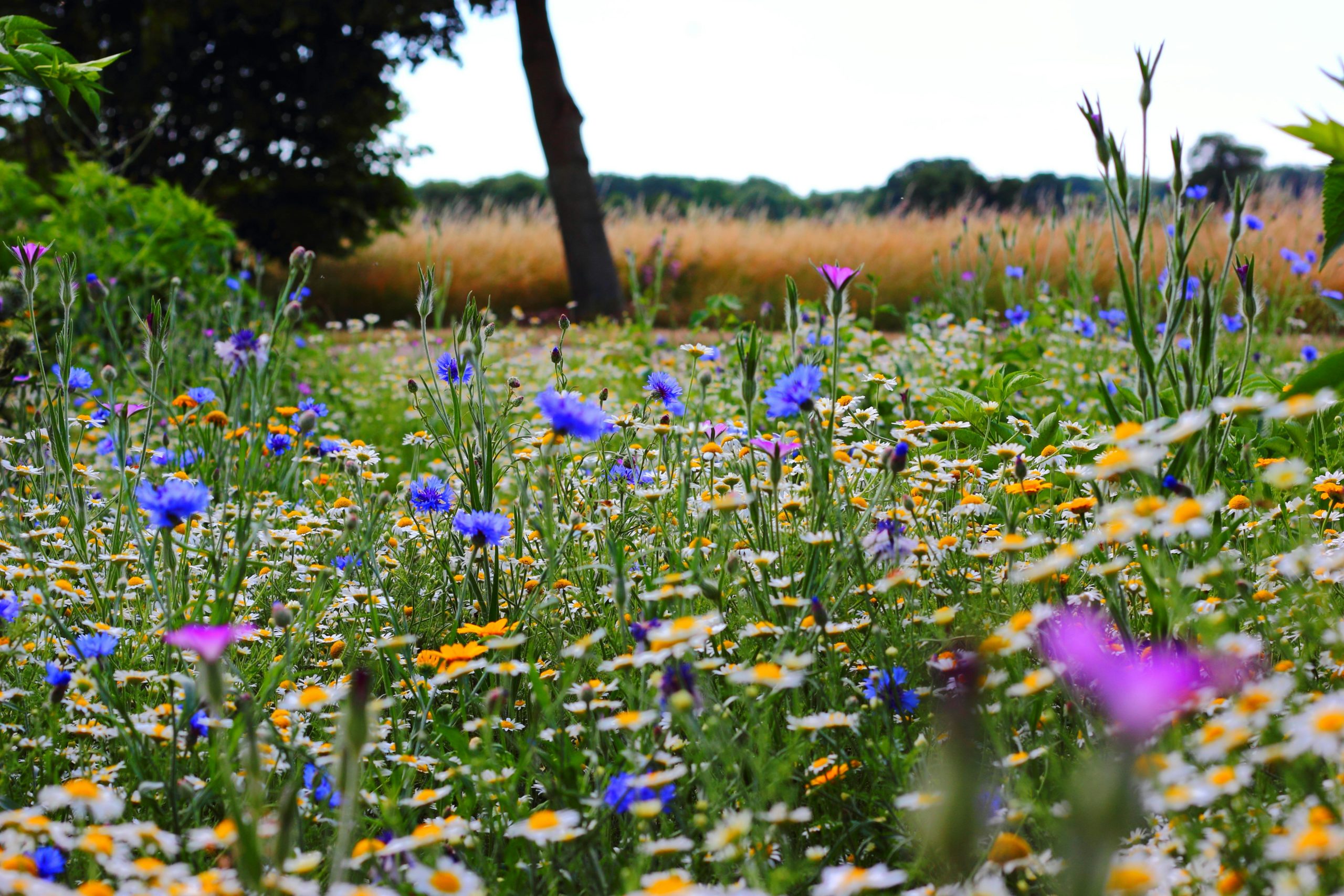 Top tips for allergy season