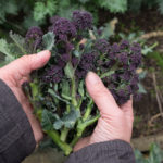 Purple Sprouting Broccoli
