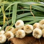 fresh garlic