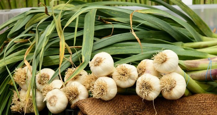 Fresh garlic: our guide on how to use it