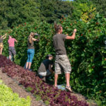 The Community Farm Organic