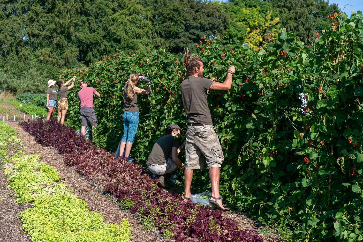 Meet the Growers: The Community Farm
