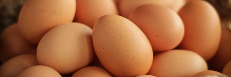 ‘UK Eggs Remain Safe to Eat’ says FSA