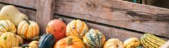 The Community Farm – The Final Harvest