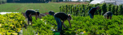 Celebrate Organic September
