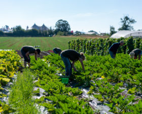 Celebrate Organic September
