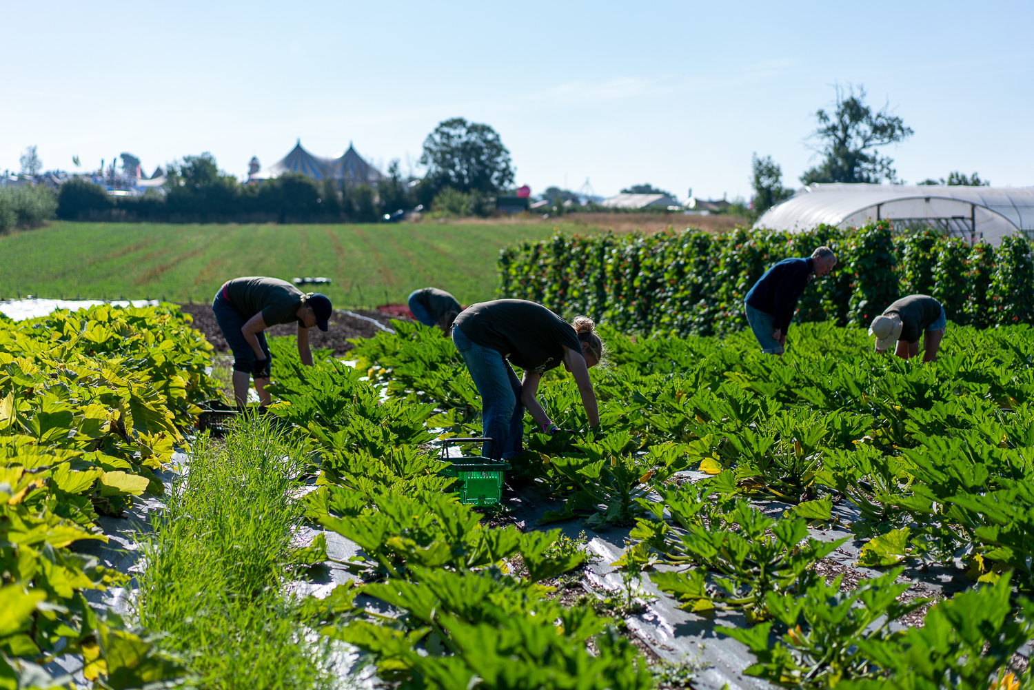 Celebrate Organic September
