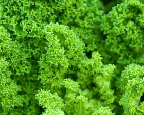 Diplomats and Scientists Agree: Kale Is The Key to World Peace