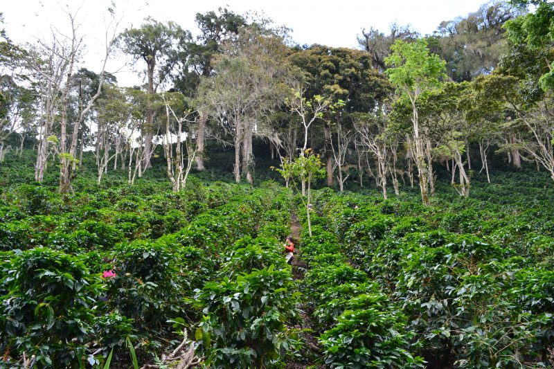 A fair and organic break this Fairtrade Fortnight