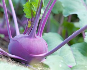 Kohlrabi guide