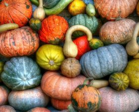 Squash guide