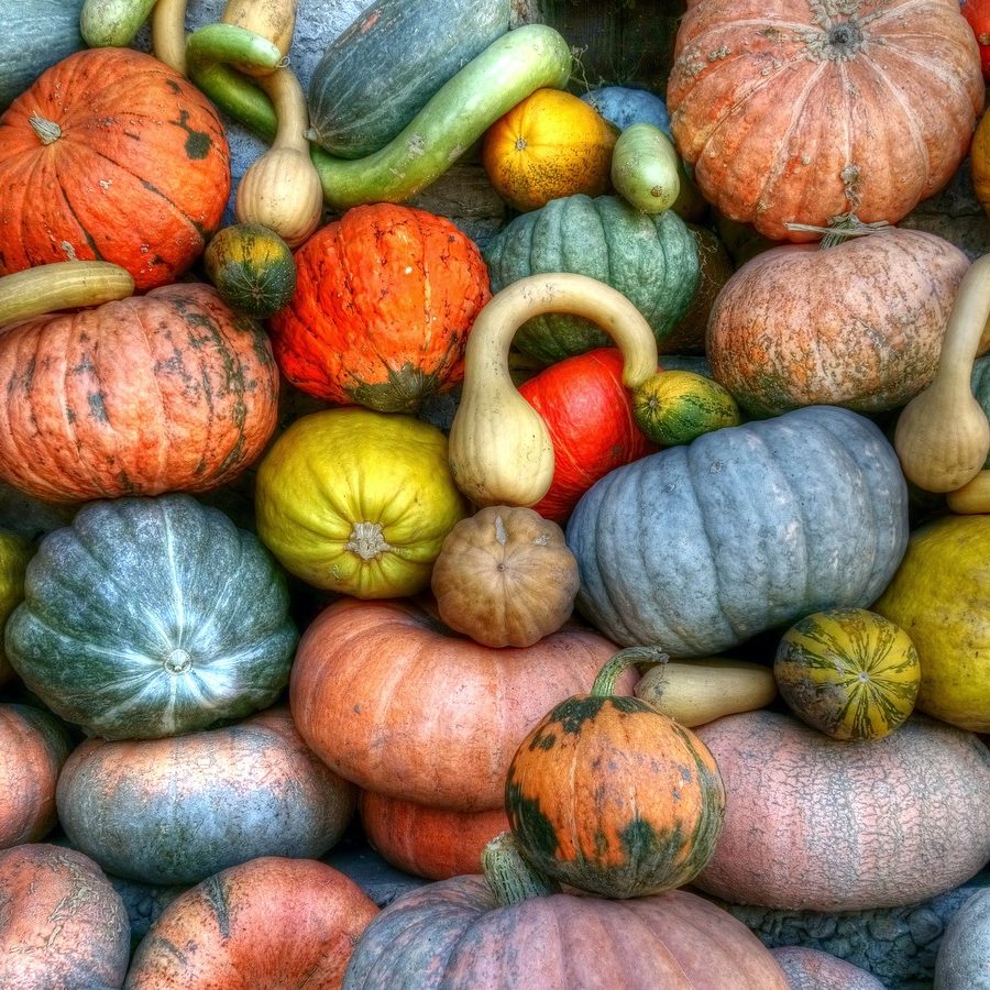 Squash guide