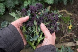 Purple Sprouting Broccoli and Mushrooms