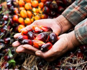 We’re rethinking palm oil… should you?